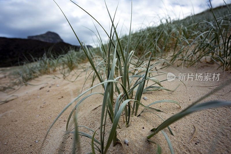 豪勋爵岛Blinky Beach的草